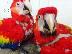 PoulaTo: μωρά παπαγάλος κόκκινο μακάου για 200 €